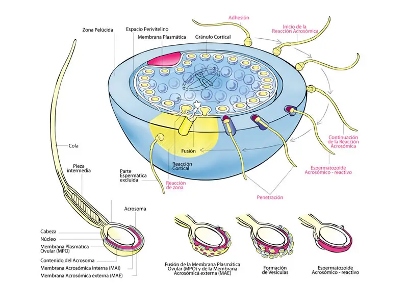 Espermatozoide